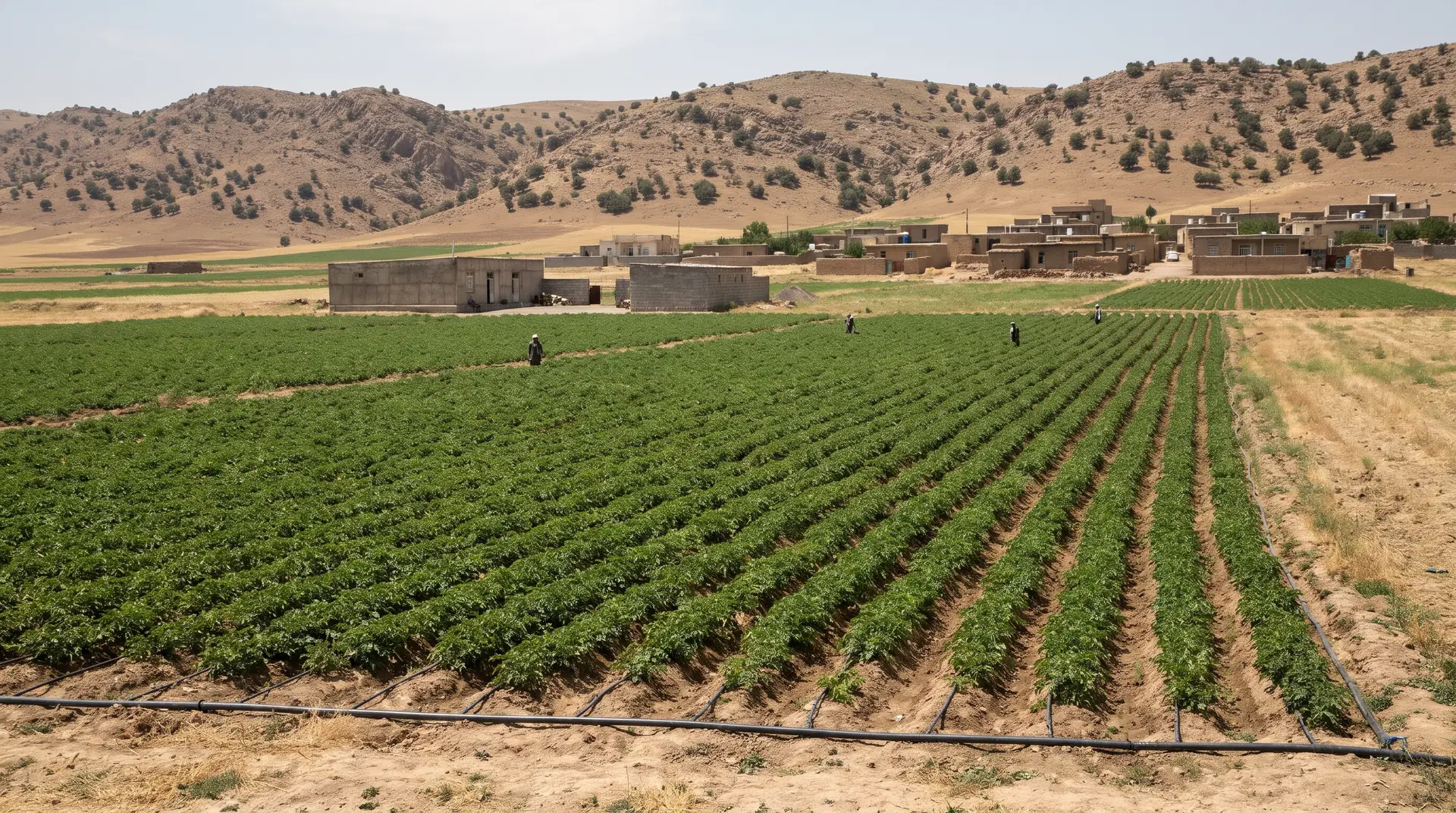 An irrigated potato field below the hills (representative)