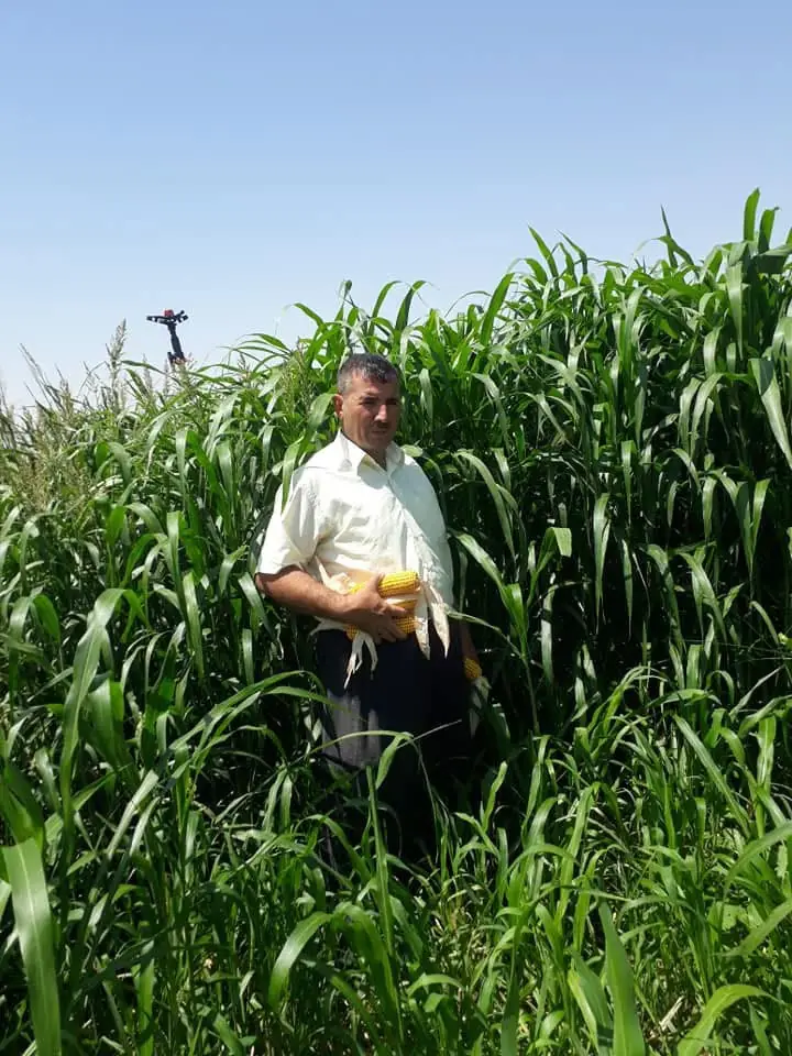 Maize field and a farmer, SHER Company