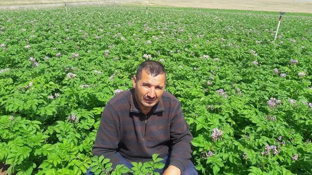 Potato field in bloom, SHER Company