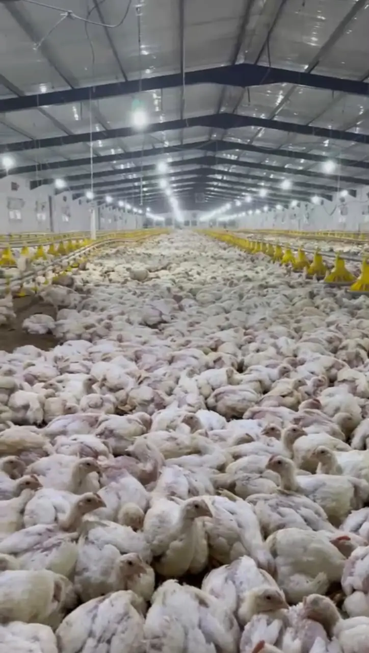 Broilers inside a poultry house, SHER Company