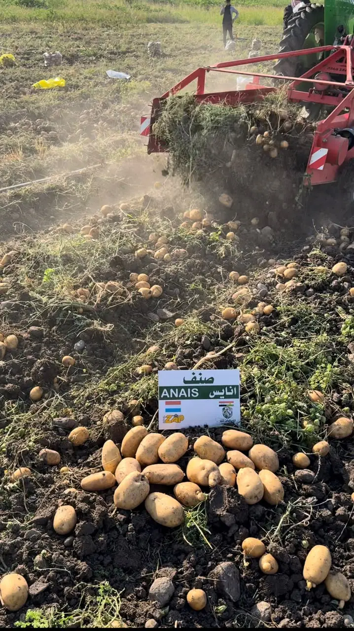 Potato harvester in the field, SHER Company