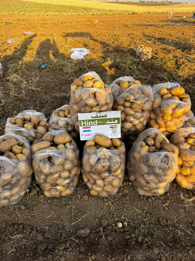 Sacks of Hind seed potatoes in the field, SHER Company