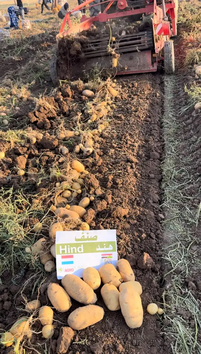 Freshly dug Hind potatoes behind a harvester, SHER Company